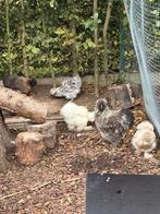 5 zijdehoentjes, Dieren en Toebehoren, Pluimvee