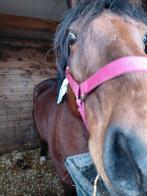 Ruin, Dieren en Toebehoren, Gechipt, Minder dan 160 cm, Ruin, Zadelmak