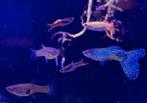 Jonge Endler Guppies – Mannetjes & Kweekgroep, Dieren en Toebehoren, Vis, Zoetwatervis