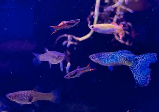 Jonge Endler Guppies – Mannetjes & Kweekgroep, Dieren en Toebehoren, Vissen | Aquariumvissen, Zoetwatervis, Vis