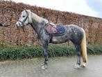 Sport D pony, Dieren en Toebehoren, L, Met stamboom, 3 tot 6 jaar, D pony (1.37m tot 1.48m)
