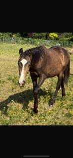 Prachtige springgefokte valk jaarling te koop!, Dieren en Toebehoren, Paarden, Springpaard, Gechipt, 0 tot 2 jaar, Hengst