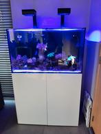 Zeeaquarium 250L, Dieren en Toebehoren, Ophalen