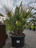 Chamaerops Humilis meerstam - Winterhard, Tuin en Terras, Planten | Tuinplanten, Ophalen