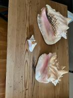 Schelpen collectie verschillende landen, Verzamelen, Ophalen, Schelp(en)