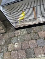 lutino roodrug, Dieren en Toebehoren, Geringd