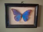 Vlinder in kader, Morpho menelaus, Verzamelen, Ophalen of Verzenden, Gebruikt