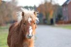 Super leuk shetlander hengstje, Dieren en Toebehoren, Hengst, A pony (tot 1.17m), Gechipt, 0 tot 2 jaar