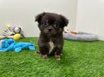 Chihuahua pups, België, 8 tot 15 weken, CDV (hondenziekte), Meerdere
