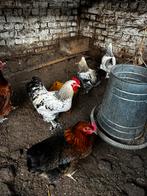 Haan Cochin, Dieren en Toebehoren, Pluimvee, Mannelijk, Kip
