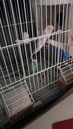 Te koop: kweekpaar van grasparkieten, Dieren en Toebehoren, Meerdere dieren, Papegaai