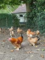 Kippen, Dieren en Toebehoren, Ophalen of Verzenden
