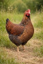 Wyandotte groothoender kippen jonge hennen beschikbaar, Dieren en Toebehoren, Vrouwelijk, Kip