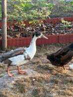 Loopeend, Mâle, Canard