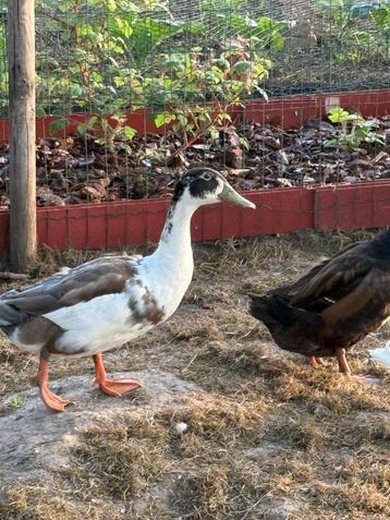Loopeend, Mâle, Canard