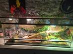 Mooi propere grote terrarium met 2 jonge bardagamen, Dieren en Toebehoren, Ophalen, Zo goed als nieuw