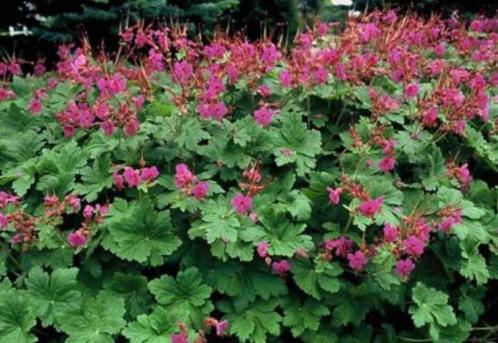 vaste planten uit eigen tuin, Tuin en Terras, Planten | Tuinplanten, Vaste plant, Bodembedekkers, Halfschaduw, Zomer, Ophalen