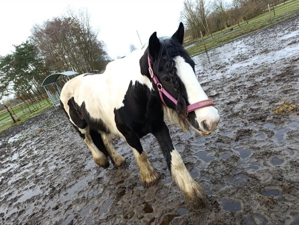 Halve stal aangeboden, Dieren en Toebehoren, Pony's, Zadelmak