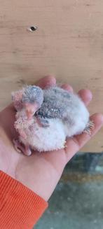 Bébé kakariki 3 semaine a prendre au nid pour eam, Animaux & Accessoires, Oiseaux | Accessoires, Enlèvement