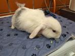 Hangoor, Dieren en Toebehoren, Hangoor