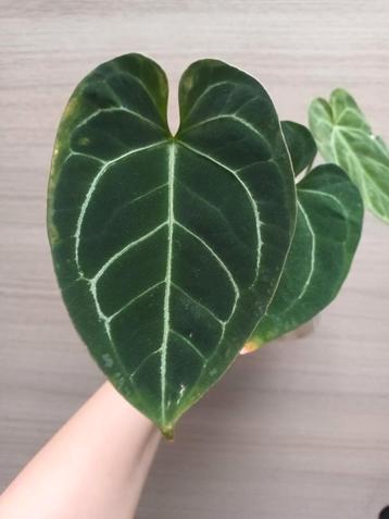 Anthurium papillilaminum x warocqueanum  beschikbaar voor biedingen