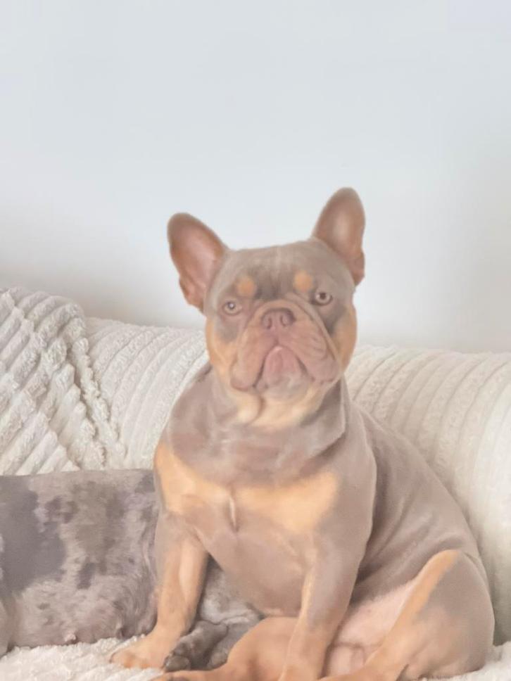 Boulegoque francais isabella tan newshade male, Dieren en Toebehoren, Honden | Bulldogs, Pinschers en Molossers, Reu, Bulldog