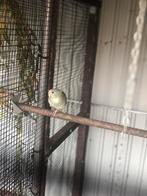 KAKARIKIES 2025, Dieren en Toebehoren, Vogels | Parkieten en Papegaaien, Geringd