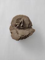 Woestijnroos, Verzamelen, Mineralen en Fossielen, Ophalen of Verzenden