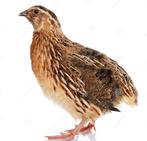 Er worden vrouwelijke kwartels verkocht., Dieren en Toebehoren, Vogels | Kanaries
