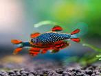 Galaxy Rasbora - Nano aquarium vis BE nakweek + Gratis extra, Zoetwatervis, Schoolvis, Vis