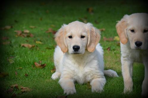 Chiots Golden Retriever, Animaux & Accessoires, Chiens | Retrievers, Épagneuls & Chiens d'eau, Chien (mâle), Golden retriever