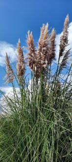 Roze Pampas pluimen, Ophalen, Siergrassen