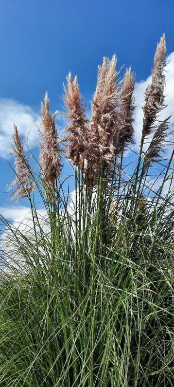 Roze Pampas pluimen beschikbaar voor biedingen