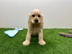 Amerikaanse Cocker Spaniël pups, België, 8 tot 15 weken, CDV (hondenziekte), Meerdere