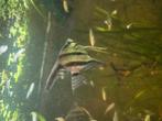 Pterophyllum scalare maanvissen, Dieren en Toebehoren
