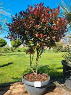 Photinia Red Robin  - Glansmispel meerstam, Tuin en Terras, Planten | Bomen, Halfschaduw, Ophalen