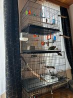 4cage 2inseparable couple moitié apprivoiser, Enlèvement ou Envoi