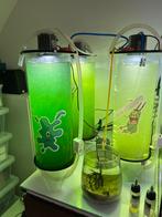 Phytoplankton Nanochloropsis, Dieren en Toebehoren, Ophalen