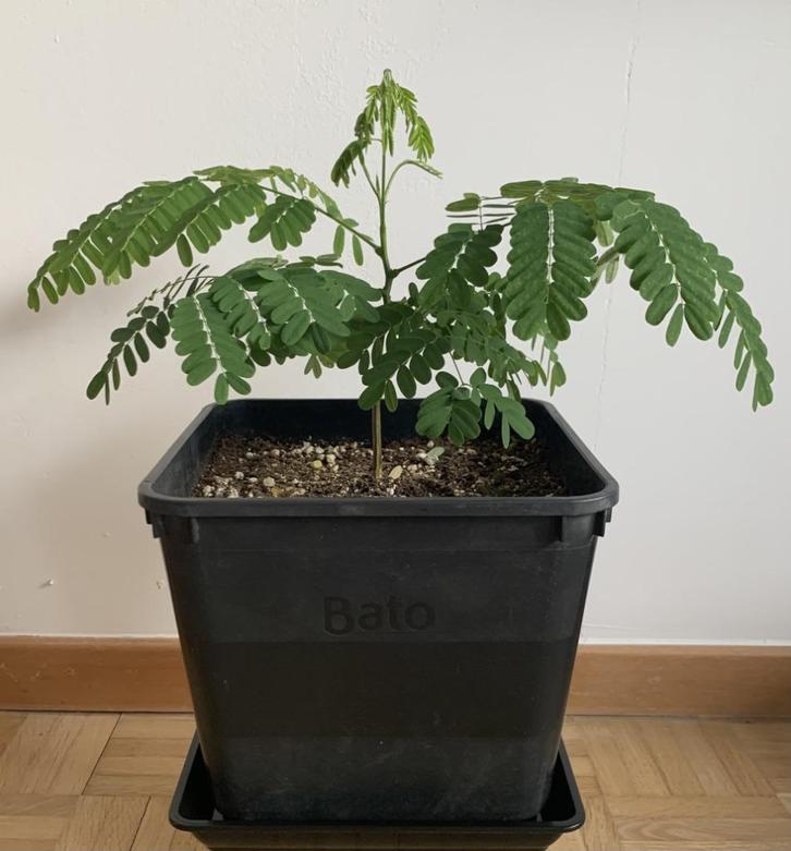 Delonix Regia, Tuin en Terras, Planten | Tuinplanten, Vaste plant, Overige soorten, Zomer, Ophalen