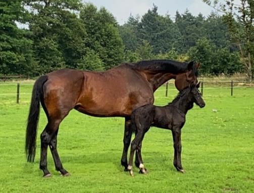 Fokmerrie dressuur, Animaux & Accessoires, Chevaux, Jument, 175 cm ou plus, Cheval de dressage, Avec pedigree, Avec puce électronique