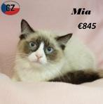 Ragdoll Mia & Stitch zoeken een lieve baas, Meerdere dieren, Gechipt, 0 tot 2 jaar