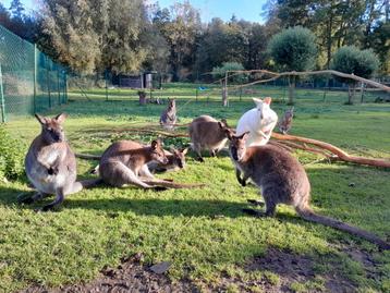kangourours à vendre, Avril, Plusieurs animaux