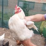5 kippen, Dieren en Toebehoren, Pluimvee, Meerdere dieren, Kip