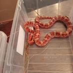 Korenslang, Dieren en Toebehoren, Reptielen en Amfibieën, Slang