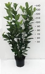 laurier voor haag, Ophalen, Laurier, Haag