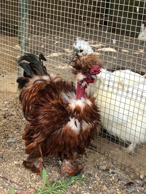 Naakthals Zijdehoen koppel, Dieren en Toebehoren, Pluimvee, Geslacht onbekend