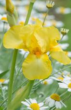 Iris de jardin germanica jaune et blanc - 4 tubercules, Plein soleil, Printemps, Enlèvement, Autres espèces