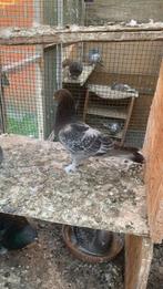 Takla duiven te koop (imparator), Dieren en Toebehoren, Vogels | Duiven, Mannelijk, Tuimelaar of Roller