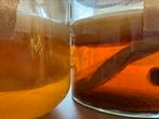 Kombucha scoby, Ophalen