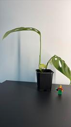 Monstera esqueleto (3), Overige soorten, In pot, Minder dan 100 cm, Groene kamerplant